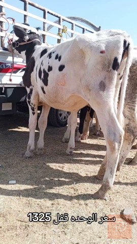 10 حلال خط أول للبيع في بغداد