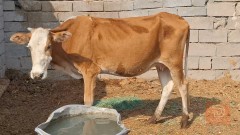 بجر ثاني بطن للبيع في ميسان