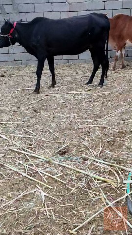 مطلوب بجر وهايشه في البصرة