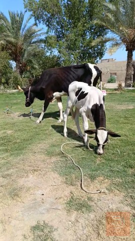 دابة بكر أول بطن مع فحل فريزي للبيع في بابل