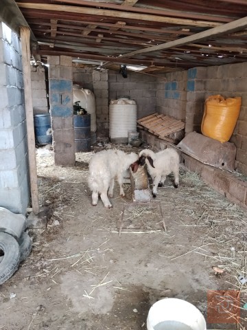طليان ذكوره خشنات للبيع في واسط