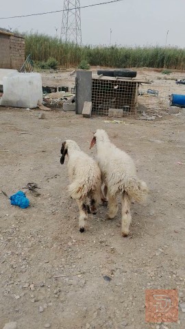 طليان ذكوره خشنات للبيع في واسط