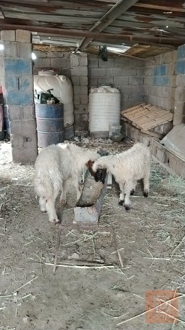 طليان ذكوره خشنات للبيع في واسط