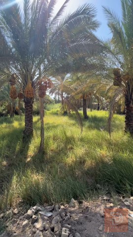 بستان 600 متر في كربلاء للبيع
