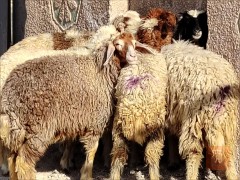سمان للبيع في الديوانية