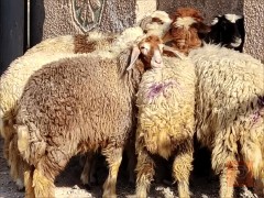 سمان للبيع في الديوانية