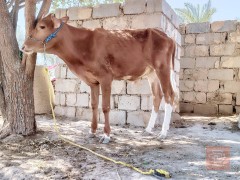 فريزيه لبيع للبيع في بابل
