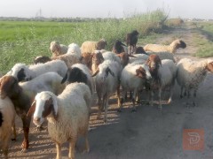غنم أمهات مراح واحد للبيع في الديوانية