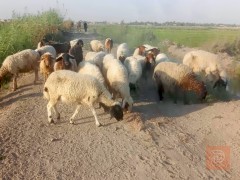 غنم أمهات مراح واحد للبيع في الديوانية