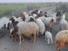 غنم أمهات مراح واحد للبيع في الديوانية