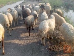 غنم أمهات مراح واحد للبيع في الديوانية