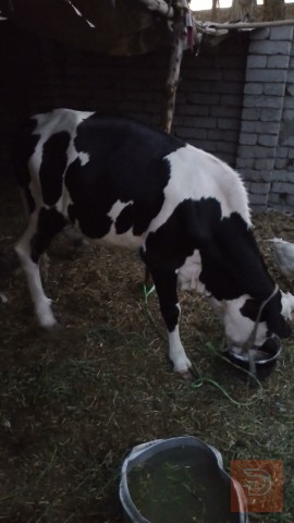 عجل عمر سنة ونصف للبيع في المثنى