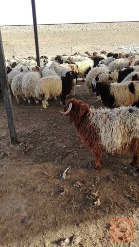 طلي ديره من الرطبه للبيع في الأنبار