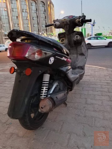 سكنس فحل رمادي للبيع في بغداد