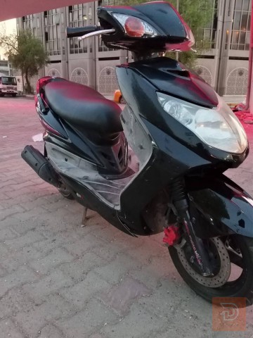 سكنس فحل رمادي للبيع في بغداد