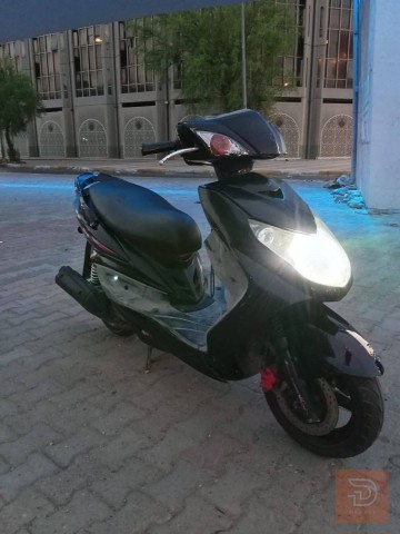 سكنس فحل رمادي للبيع في بغداد