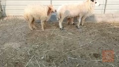 غنم للبيع في البصرة
