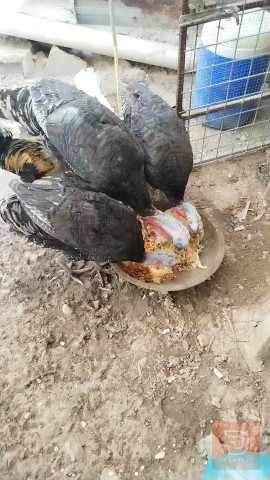 حيوان للبيع في ابو الخصيب