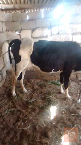 بجر ثاني بطن جواه نثيه