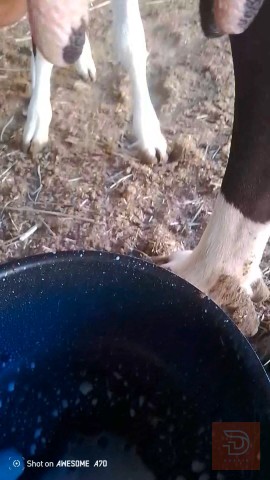 بقرة للبيع في البصرة