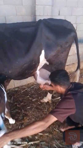 بقرة للبيع في البصرة