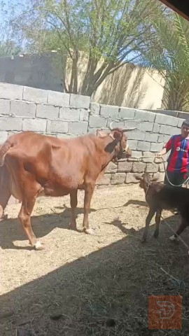 بقرة هولندية حليب للبيع في واسط