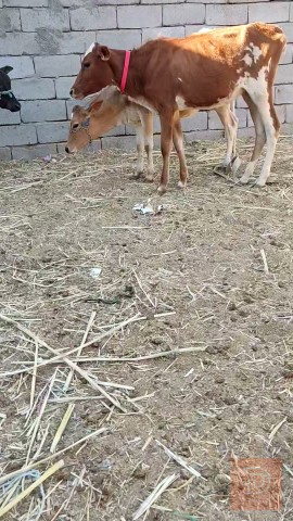 طائر باجي للبيع في البصرة