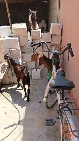 صخلة وفحل للبيع في ميسان