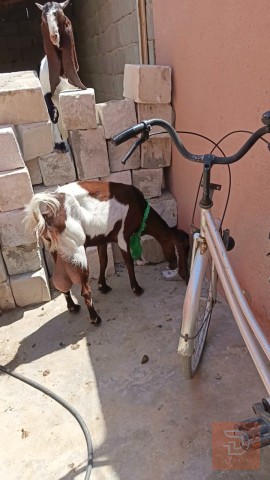 صخلة وفحل للبيع في ميسان