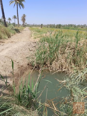 ارض زراعيه للبيع في كربلاء المقدسة