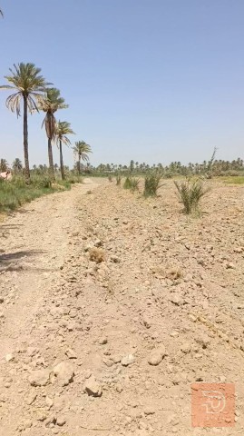 ارض زراعيه للبيع في كربلاء المقدسة