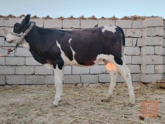 زوج طيور فريزيات للبيع في بابل