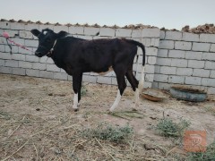 زوج طيور فريزيات للبيع في بابل