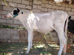 زوج طيور فريزيات للبيع في بابل