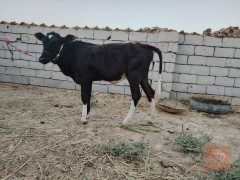 مباجير العدد 4 مستعمل للبيع في بابل