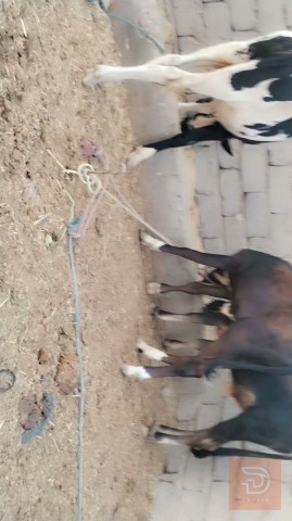 عجل للبيع في بابل
