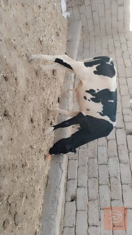 عجل للبيع في بابل