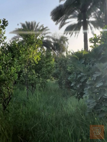 بستان بمساحة دونمين خلف جامعة المستقبل للبيع في بغداد