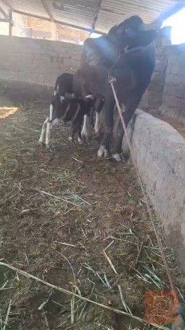 قطة عمرها ٧ أيام للبيع في ذي قار