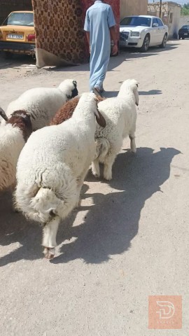 طليان فحلة ناصحات مستعمل للبيع في الديوانية
