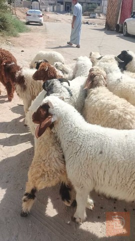 طليان فحلة ناصحات مستعمل للبيع في الديوانية