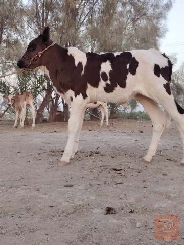 بقر للبيع في بابل