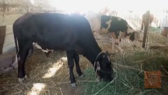 عجل أو بجرة نوعية ماكان للبيع في ذي قار