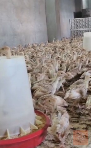 فراخ فسيفس هولندي أصلي للبيع في ميسان