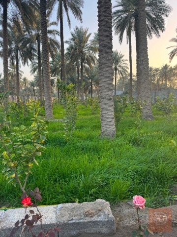 نص دونم ارض زراعية في طويريج للبيع في كربلاء المقدسة