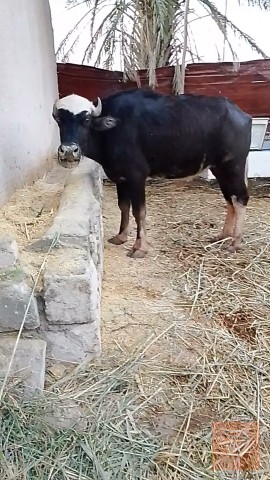 اباجير اثنين حلوة للبيع في البصرة