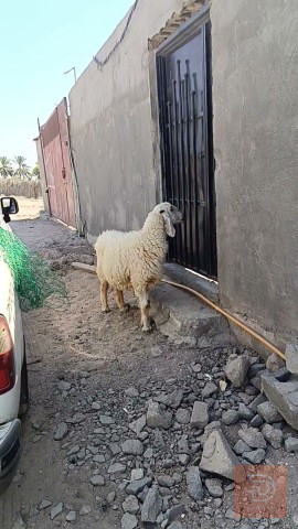 نعجة لجبه خشنة للبيع في البصرة