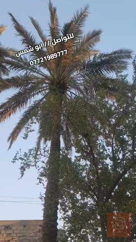 دار مساحة ٣٧٥ متر للبيع في ديالى