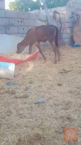 بجر براون أصايل حلابات مستعمل للبيع في بابل
