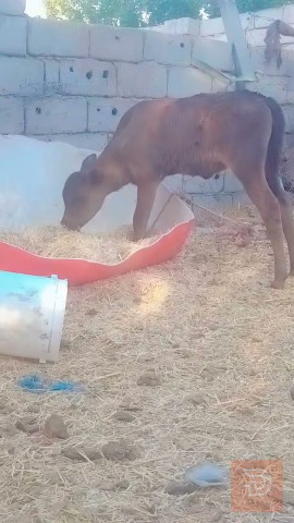 بجر براون أصايل حلابات مستعمل للبيع في بابل